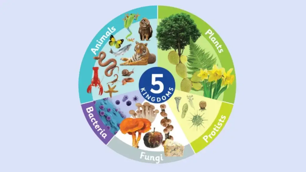 Whittaker’s Five Kingdom Classification