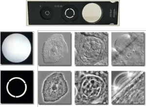 Phase Contrast Microscopy- Principle, Parts, Uses - Biology Notes Online