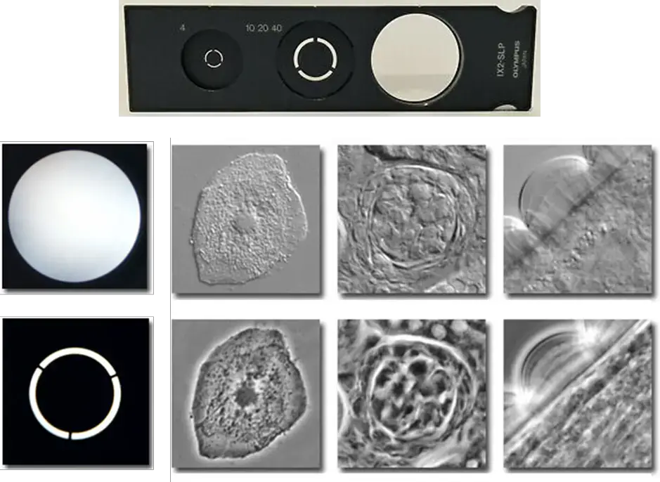 Contrast phase microscopy The image on top depicts a slider for a microscope with two phase-contrast rings and one brightfield glass disc. The circle on the far left is used for 4x magnification, while the rings in the centre are utilised for 10x, 20x, and 40x. Brightfield (top row) and phase-contrast microscopy (bottom row) are compared using the same transparent biological samples in the bottom image. Phase-contrast images have higher contrast and, hence, contain more information.