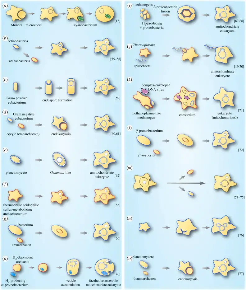 Models describing the origin of the nucleus in eukaryotes.