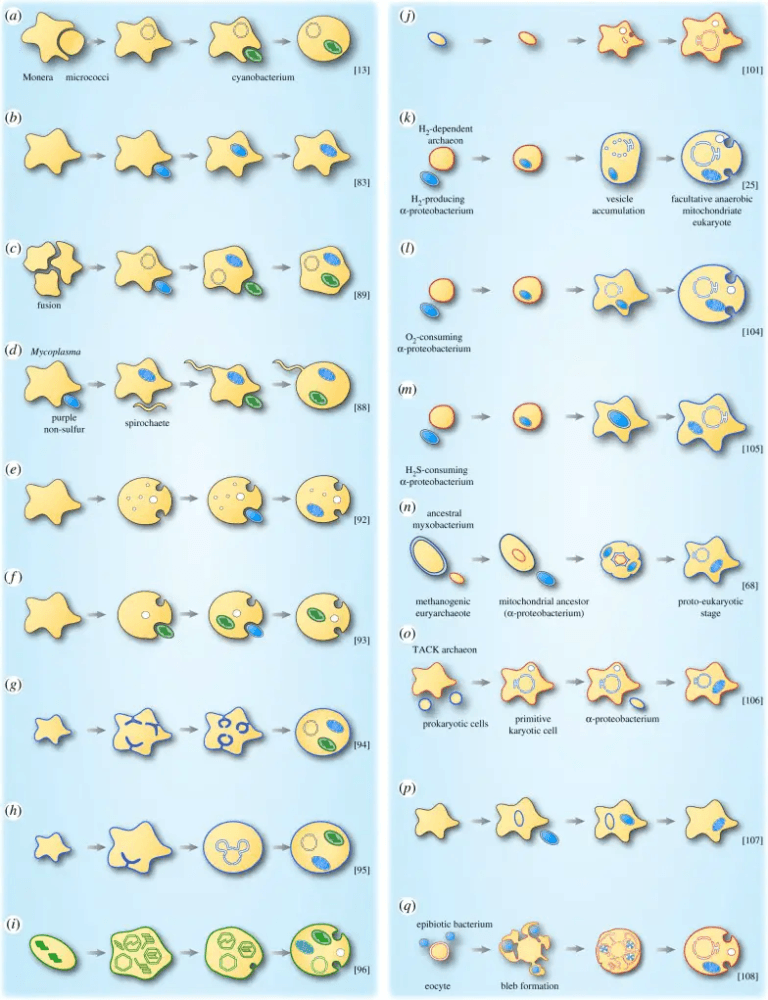 Endosymbiotic Theory - Origin of the eukaryotic cell - Biology Notes Online
