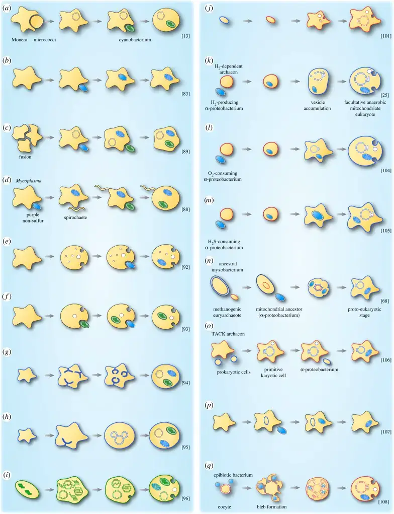 Models describing the origin of mitochondria and/or chloroplasts in eukaryotes.