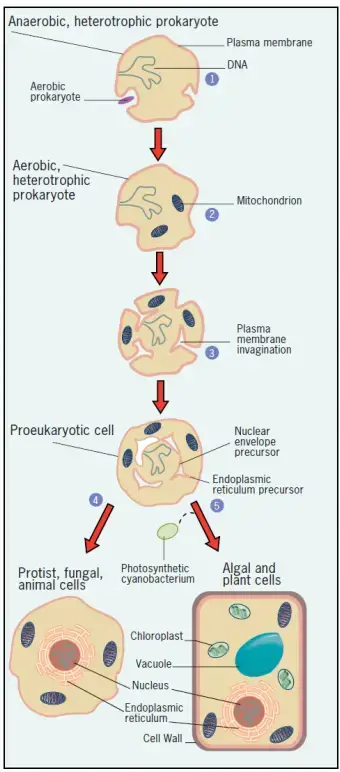 Lynn Margulis And Endosdymbiotic Genesis Theory