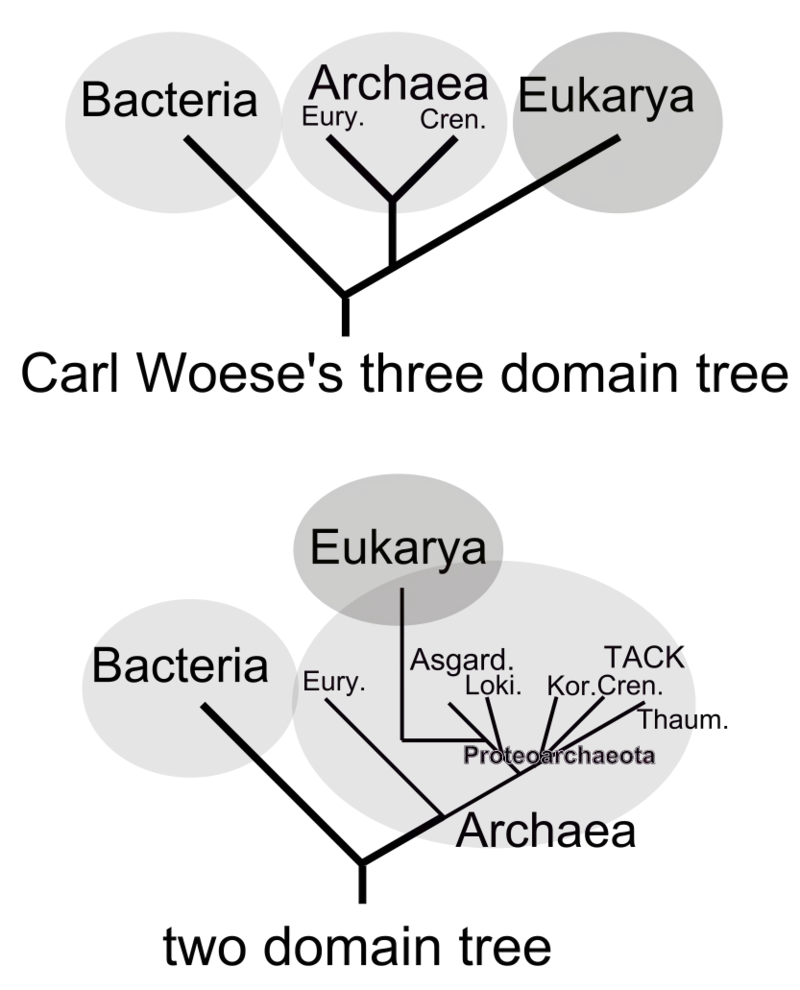 The three-domains tree