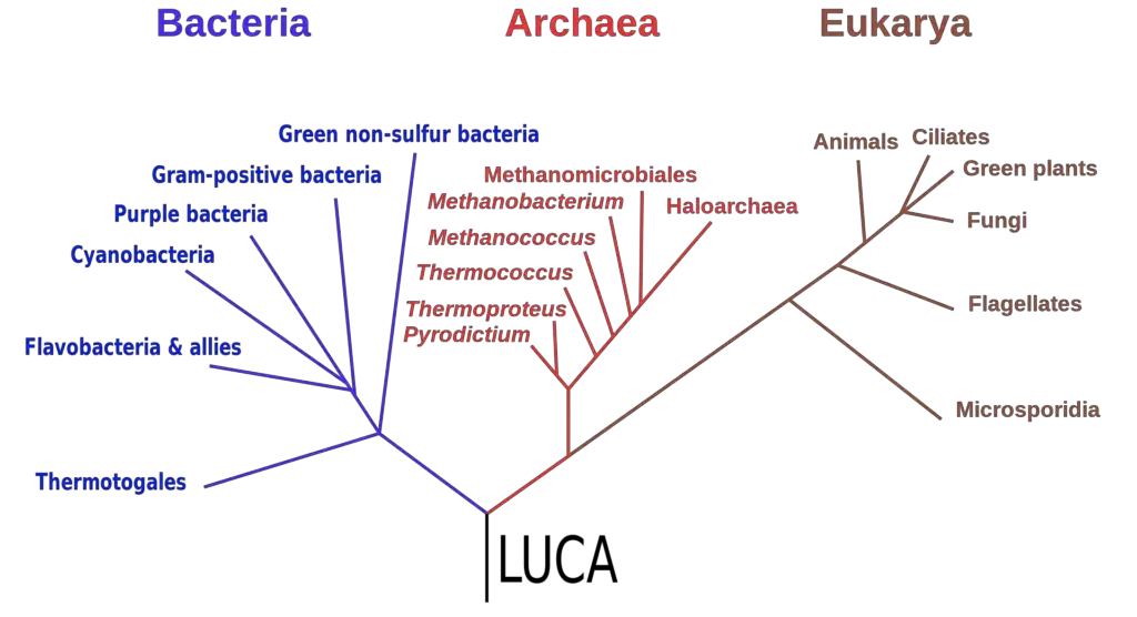 3 Domains of Life