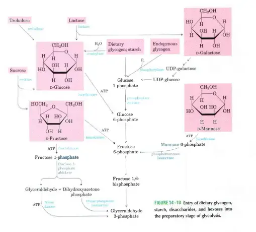 Feeder Pathways for Glycolysis