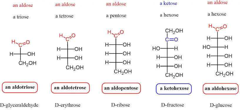 Aldose and Ketose 