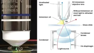 Oil Immersion Technique – Objectives, Procedure, Types