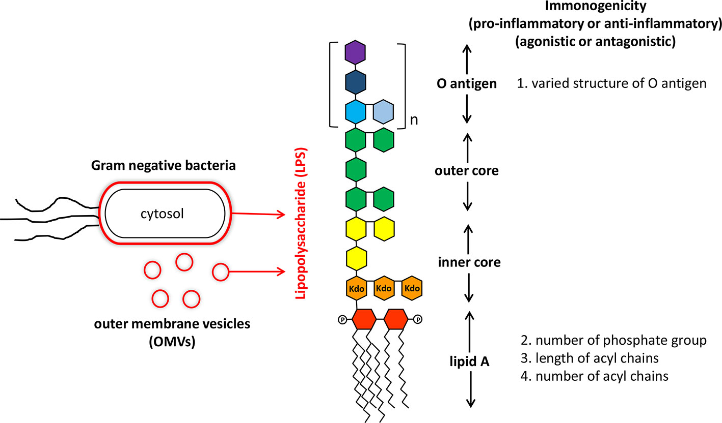 Lipopolysaccharide (LPS) - Structure, Functions - Biology Notes Online