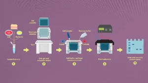 Polyacrylamide Gel Electrophoresis (PAGE)