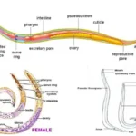 Phylum Nemathelminthes - Definition, General Characteristics, Classification