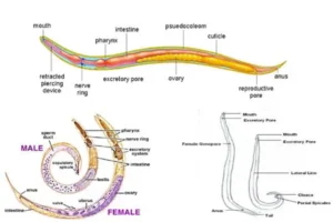 Phylum Nemathelminthes – Definition, General Characteristics, Classification