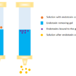 Protein Purification Methods