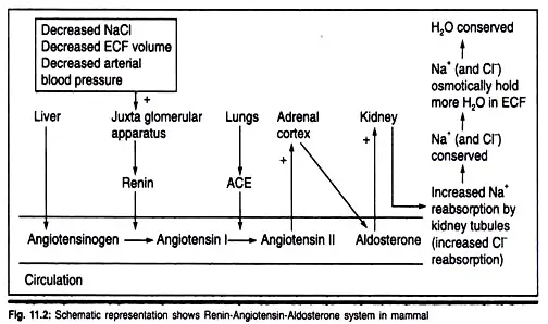 Role of Renin-Angiotensin system in Osmoregulation