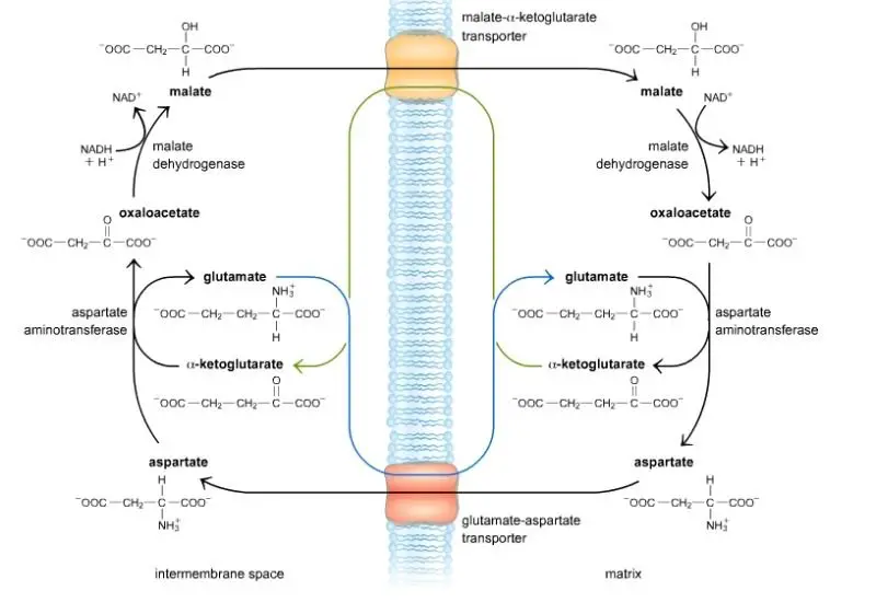 Mitochondrial Shuttles and Transporter Proteins.