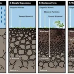 Soil Formation (Pedogenesis)- Definition, Factors, Process, Steps, Examples