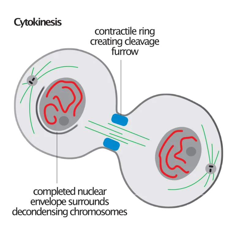 How is plant cell cytokinesis different from animal cell cytokinesis?