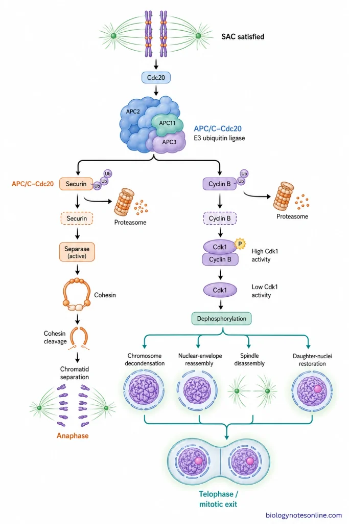 Regulatory pathway showing APC/C-Cdc20 promoting securin and cyclin B degradation, leading to chromosome separation, reduced Cdk1 activity, protein dephosphorylation, and telophase.
