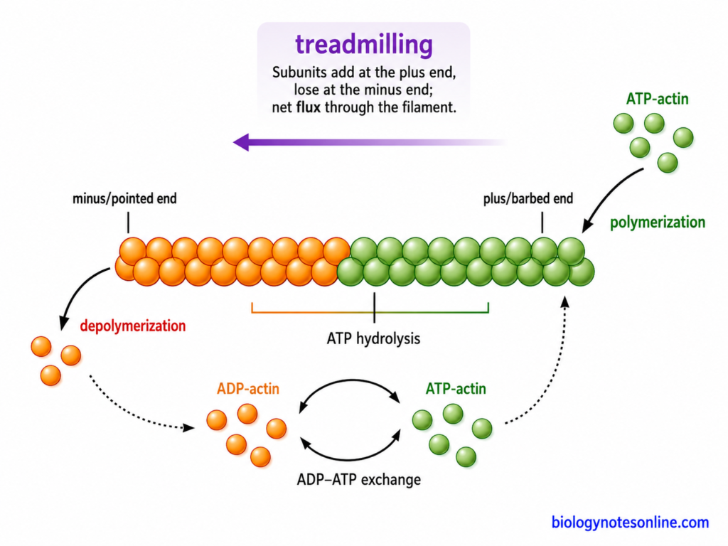 Actin treadmilling showing ATP-actin addition, nucleotide hydrolysis, and subunit loss at opposite filament ends.