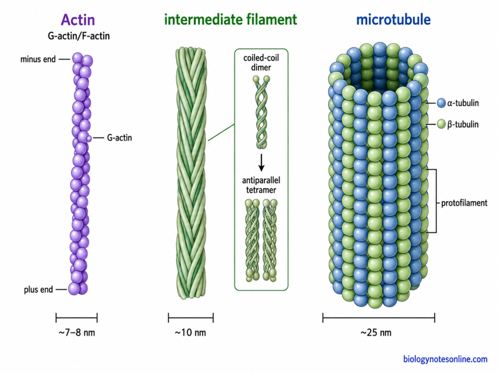 Structural comparison of actin filaments, intermediate filaments, and microtubules with their subunits, polarity, and approximate diameters.