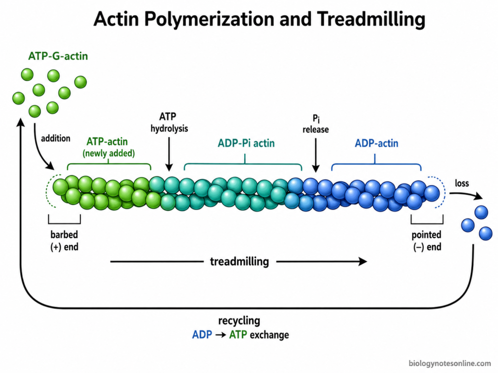 Microfilaments: Definition, Structure, Functions & Formation 4 Actin Polymerization and Treadmilling