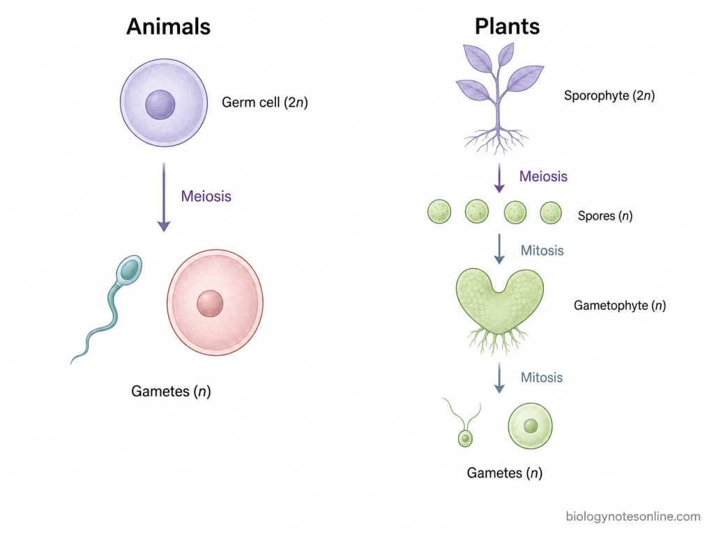 Gametogenesis: Definition, Process, Spermatogenesis and Oogenesis 5 Comparison showing animals forming haploid gametic cells through meiosis, while plants form haploid spores by meiosis and later produce gametes by mitosis in the gametophyte.