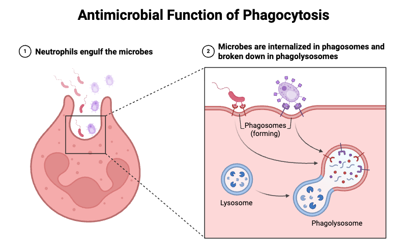 Antimicrobial Function of Phagocytosis
