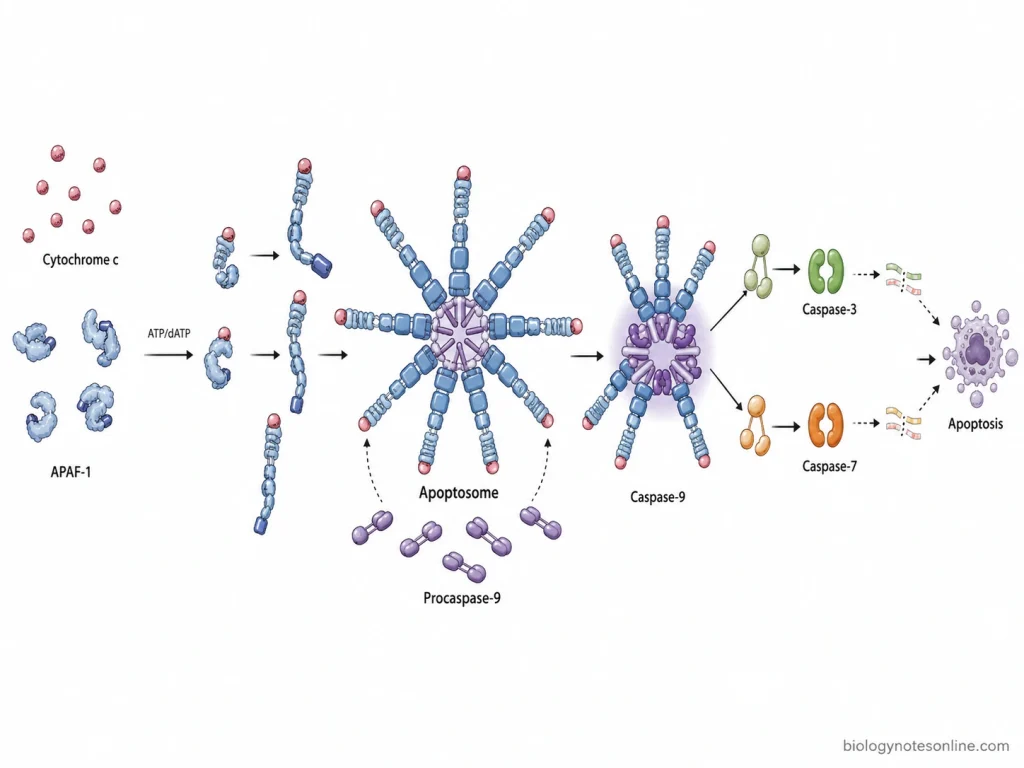 Cytochrome c binds APAF-1 to form a heptameric apoptosome that recruits procaspase-9 and activates caspase-9, followed by caspase-3 and caspase-7.