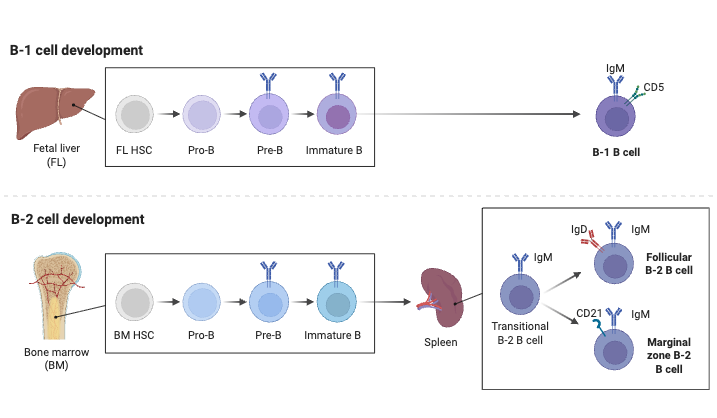 B-1 and B-2 Cell Development