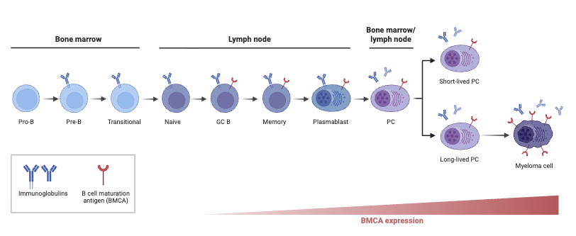 B Cell Maturation Antigen During Plasma Cell Differentiation and Multiple Myeloma