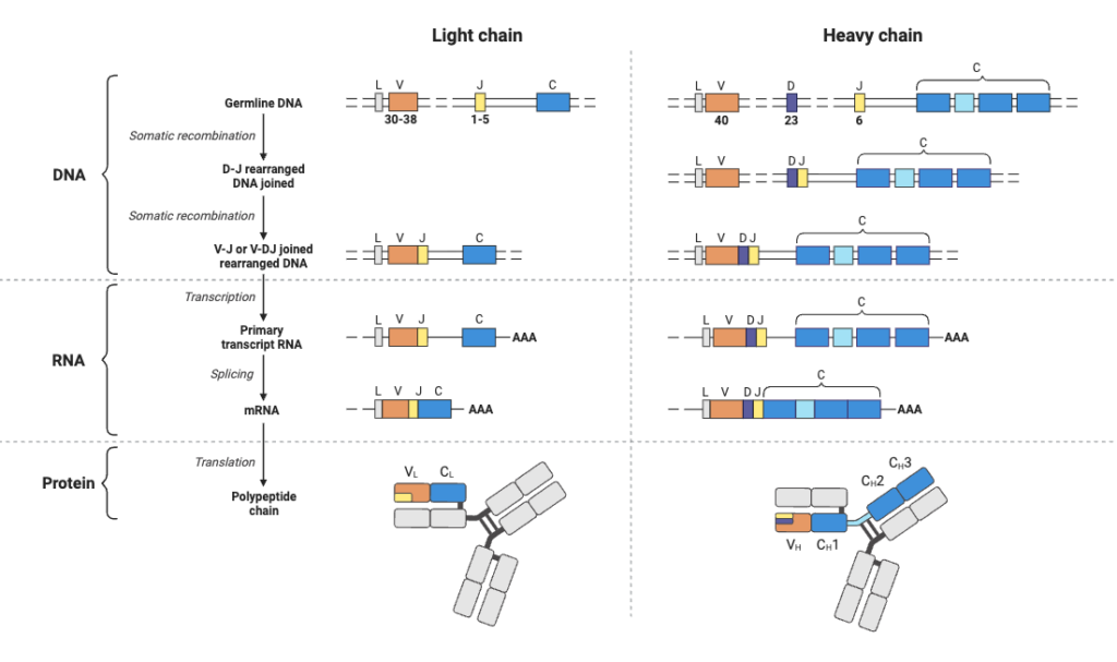 B Cell Receptors (Light and Heavy Chains)