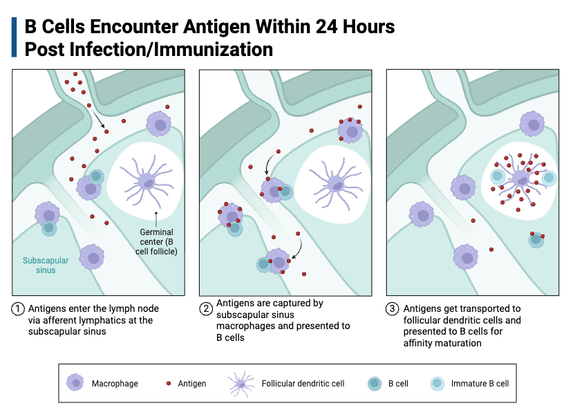 B Cells Encounter Antigen Within 24 Hours Post Infection_Immunization