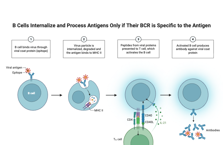 B Cells Internalize and Process Antigens Only if Their BCR is Specific to the Antigen