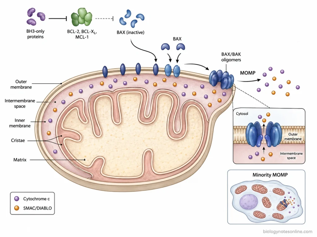 BAX and BAK oligomerization in the mitochondrial outer membrane causes MOMP and releases cytochrome c and SMAC/DIABLO from the intermembrane space.