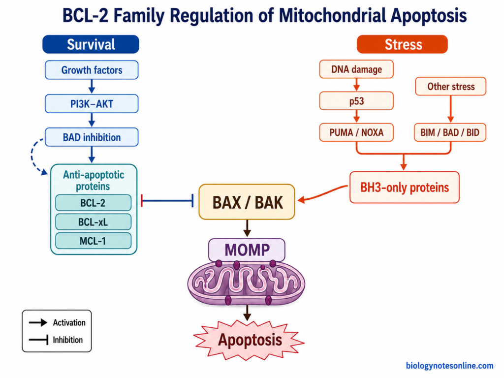 Diagram showing regulation of intrinsic apoptosis by anti-apoptotic BCL-2, BCL-xL and MCL-1, BH3-only proteins, and pro-apoptotic BAX and BAK.