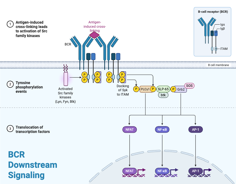 BCR Downstream Signaling