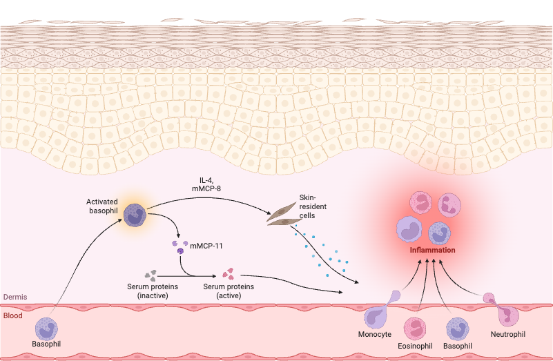 Basophil-Mediated Skin Inflammation