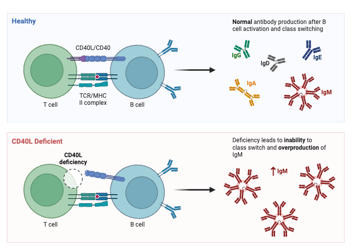 CD40 Ligand Deficiency