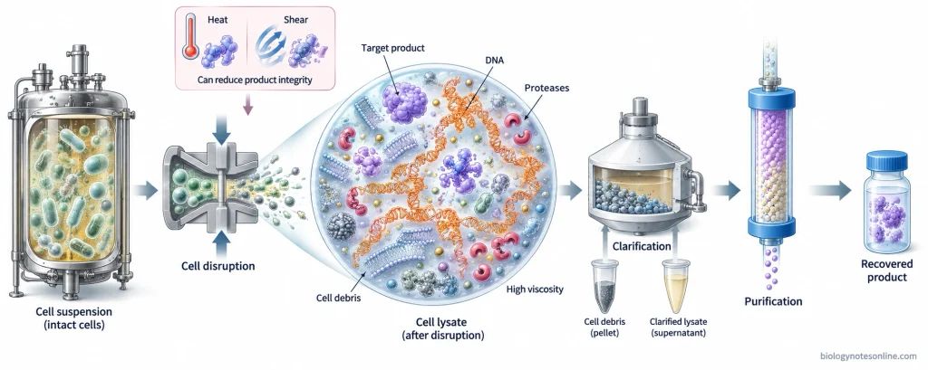 Cell disruption releasing target products, DNA, proteases, and cell debris followed by clarification, purification, and product recovery.