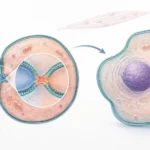 Cell Fusion - Definition, Types, Mechanism, Methods, Examples and Significance