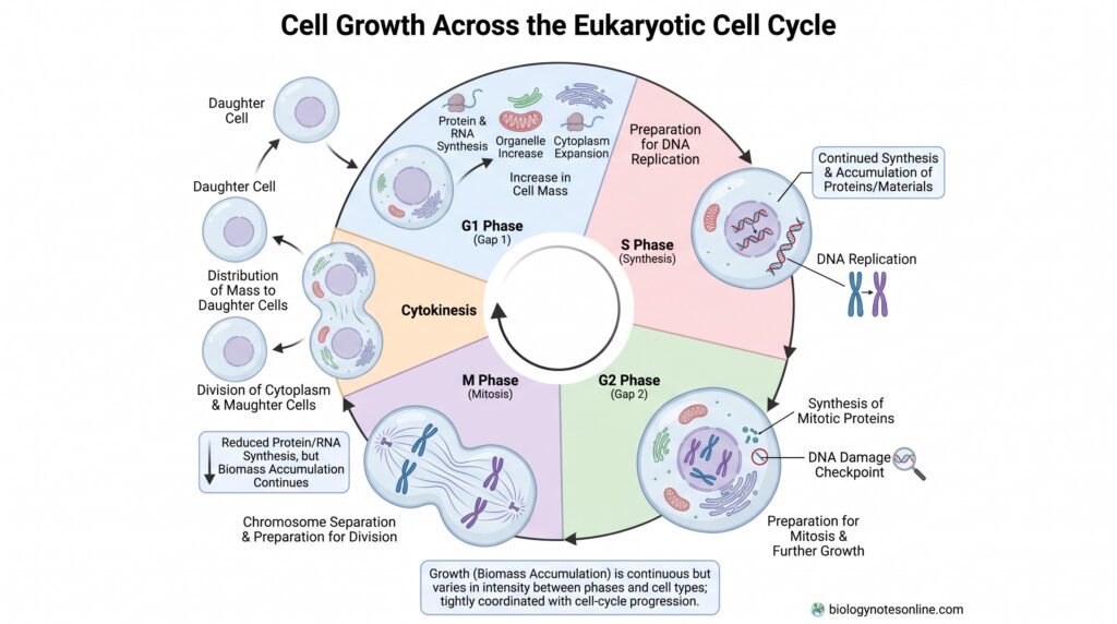 Cell Growth: Definition, Process, Regulation and Factors 3 Diagram showing Cell Growth in Different Types of Cells Cell Growth During the Cell Cycle