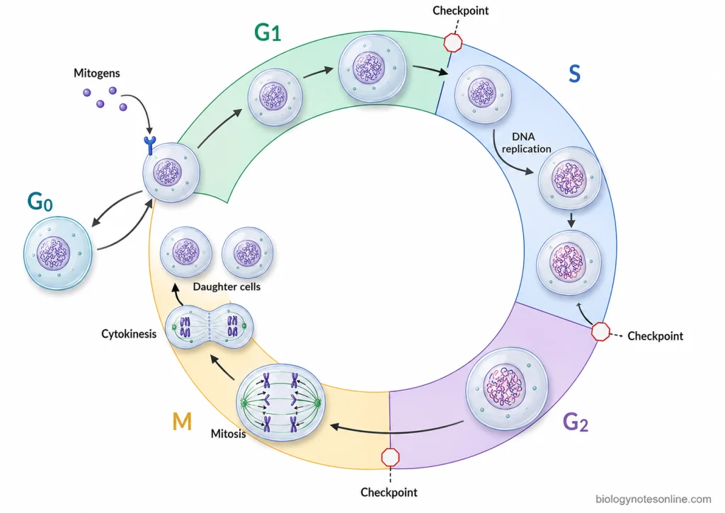 Cell cycle diagram showing G1, S, G2, M phase, cytokinesis, daughter-cell formation, and a reversible branch from G1 to G0.