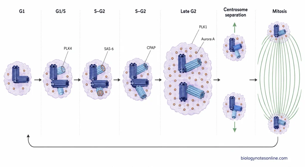Centrosome cycle showing centriole disengagement, procentriole formation, elongation, PCM maturation, centrosome separation and spindle-pole formation.
