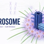 Centrosome - Structure, Functions, Centrioles and Role in Cell Division