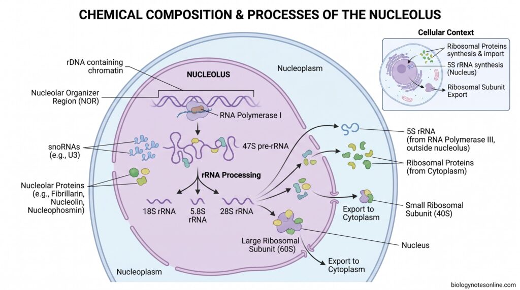 Chemical Composition of the Nucleolus
