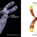 Chromosome Definition, Function, Structure, Types