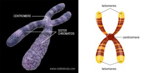 Chromosome – Definition, Function, Structure, Types