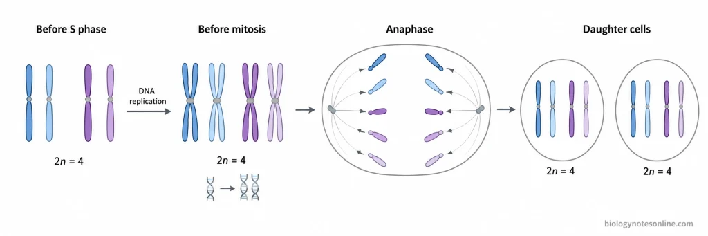 Mitosis - Definition, Stages, Process, and Importance 7 Example with 2n equals 4 showing that DNA replication produces sister chromatids without changing chromosome number and that each daughter cell retains four chromosomes after mitosis.
