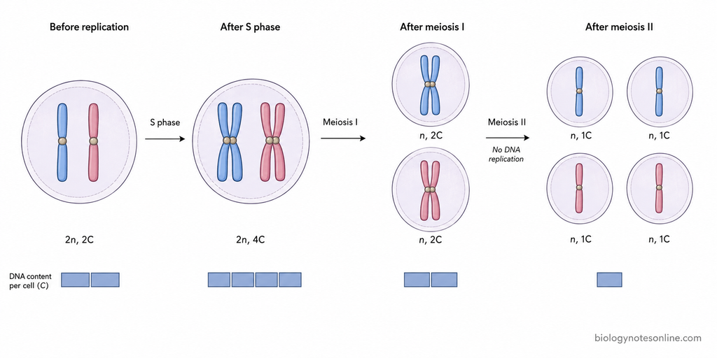 Timeline showing 2n 2C before replication, 2n 4C after S phase, n 2C after meiosis I, and n 1C after meiosis II.