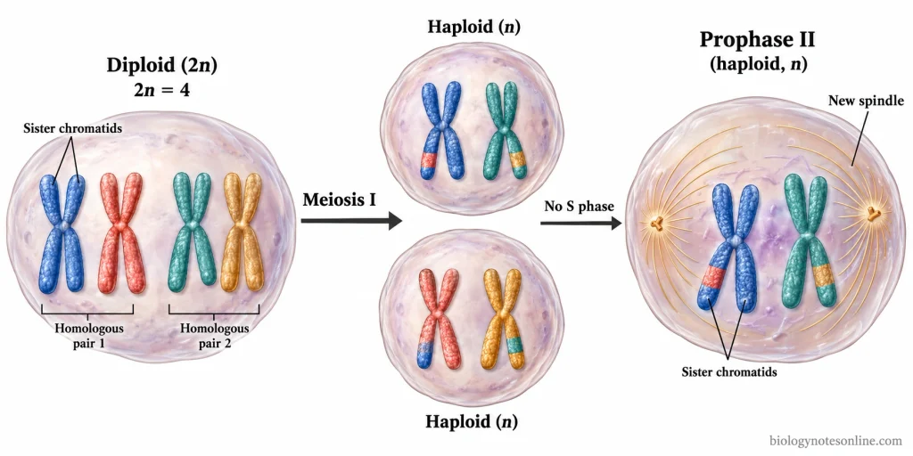 Prophase: Definition, Events, and Stages in Cell Division 4 Diagram showing the transition from meiosis I to haploid cells entering prophase II, with duplicated chromosomes and newly developing spindles.